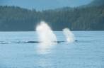 Grupo de baleias Humpback nadam em Telegraph Cove, na Vancouver Island, na Columbia Britânica, costa oeste do Canadá